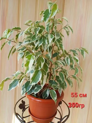 Фикус бенджамина Анастасия ⌀14 55 см купить в Москве с доставкой | Магазин  растений Bloom Story (Блум Стори)