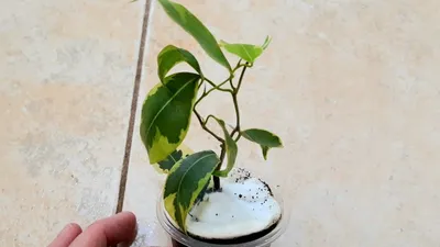 Фикус (Ficus benjamina Regidan), 9 дм - купить по выгодной цене в  интернет-магазине OZON (1295195647)