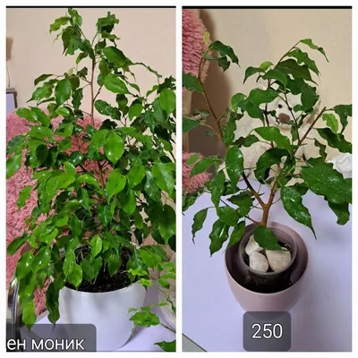 Коллекции растений ЦСБС СО РАН - Ficus benjamina L. – Фикус Бенджамина