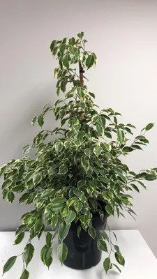Ficus Samantha 25cm - Springvale Garden Centre