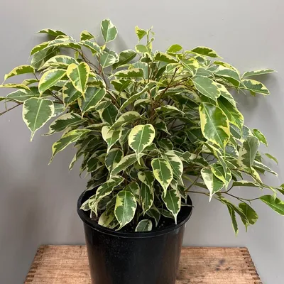 Ficus Samantha - The Flower Crate