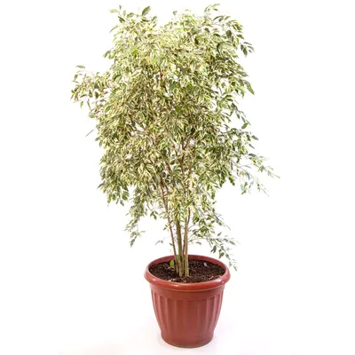 FICUS BENJAMINA SAMANTHA M50 | Grupo Hijuelas