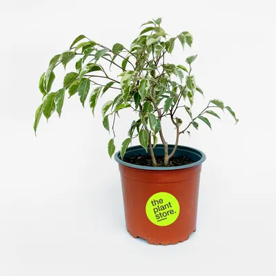 Ficus Benjamina Samantha - The Plant Store