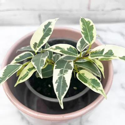 8 - 15cm Ficus Samantha Variegata 9cm Pot – Lazy Flora