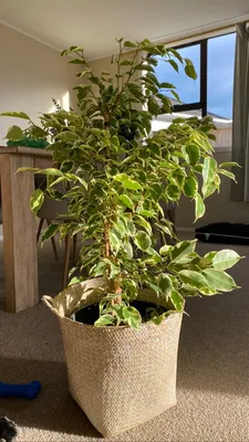 Samantha - Cream White Variegated Weeping Fig - Ficus benjamina - Indoor  Plant - PlantHouse NZ