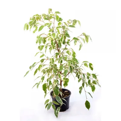 Ficus Samantha – Vivero Chillan | Árboles y Plantas Ornamentales