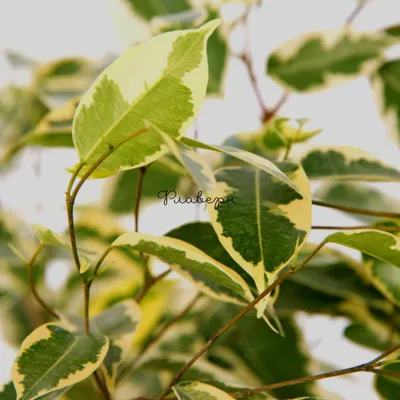 Cling-On® Samantha - Weeping Fig - Ficus benjamina | Proven Winners