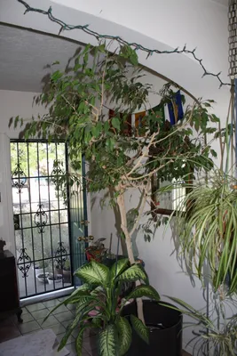 Ficus Samantha Tamaño XXXXL (90cm - 100cm) Bolsa BOL-22