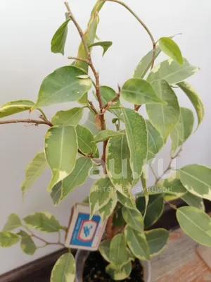 Ficus Samantha - Vivero Yapur