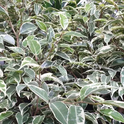 Ficus benjamina 'Samantha' | Ficus benjamina | Ficus benjamina | Ficus |  Foliage Plants | All products | Vida-Verde