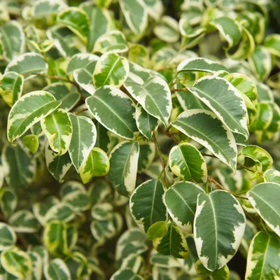 Ficus benjamina 'Samantha' (14cm Pot) - Coolings Garden Centre