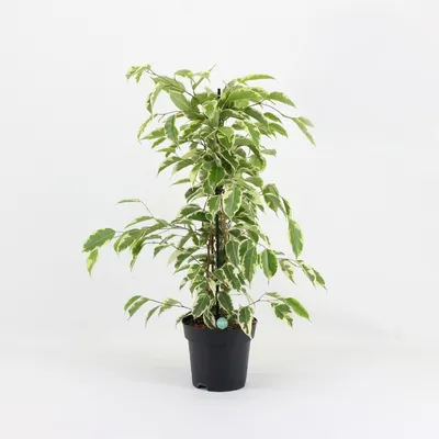 Baby Rubber Plant - Ficus Samantha | Free UK Delivery