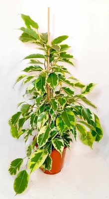 Ficus benjamina Petite Samantha - Jungle Boogie