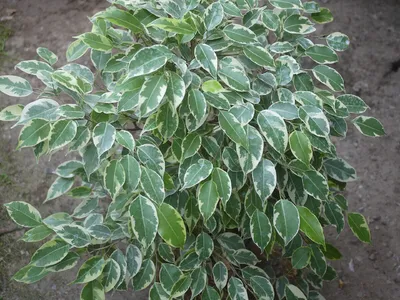 Ficus Samantha 20cm - Springvale Garden Centre