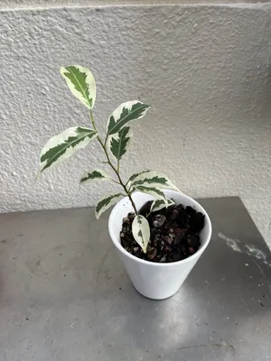 Ficus benjamina 'Samantha' ~ 15cm - Sklep z roślinami CocaFlora