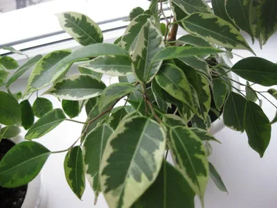 Фикус Бенджамина Саманта (Ficus benjamina Samantha)