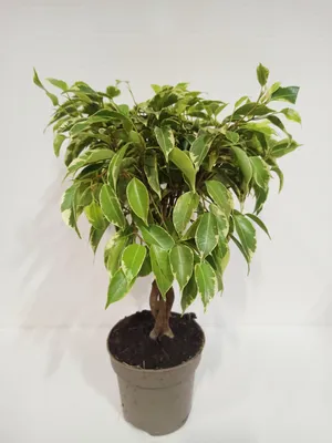 Ficus benjamina 'Samantha' – License image – 12229005 ❘ Image Professionals