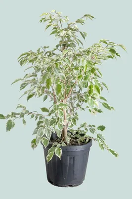 Samantha - Cream White Variegated Weeping Fig - Ficus benjamina - Indoor  Plant - PlantHouse NZ