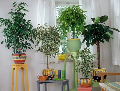 Ficus Benjamina Samantha - The Plant Store