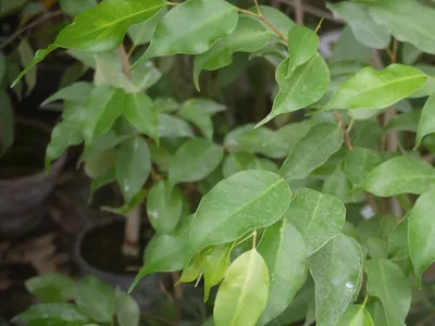 Ficus Benjamína Samantha Tamaño S (30cm - 40cm) Maceta MAC-15