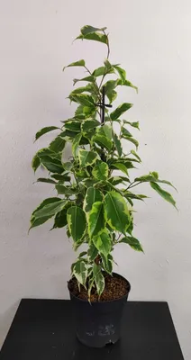 FICUS SAMANTHA M22-120cm. blanc