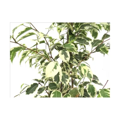 Ficus elastica 'Robusta',Ficus Benj. … – License image – 12229002 ❘ Image  Professionals
