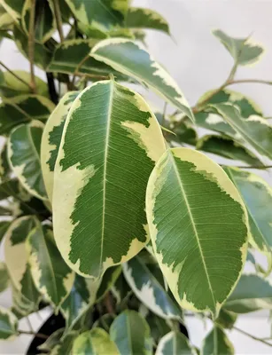 Фикус Бенджамина Саманта (Ficus Benjamina Samantha)