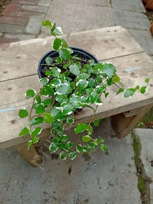 Фикус карликовый \"Green Sunny\" (Ficus pumila \"Green Sunny\")