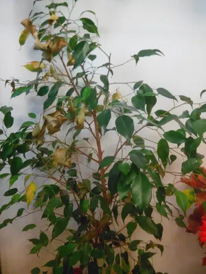 Почему фикус сбрасывает листья: причины и что делать