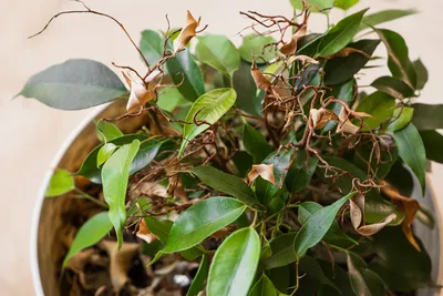 Фикус сбрасывает листья — как спасти зеленого любимца? Правила ухода и фото  — Ботаничка