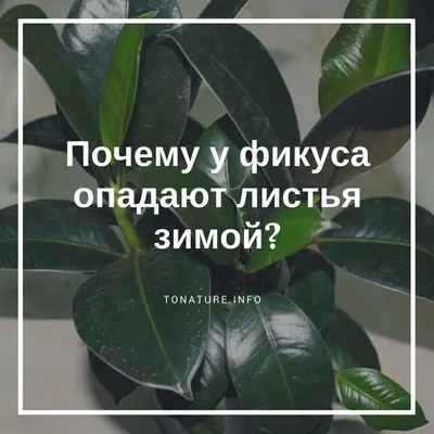 Почему у фикуса опадают листья зимой? | выращивание, уход, размножение  растений