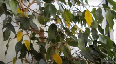 У фикуса Бенджамина желтеют и опадают листья: причины и их устранение |  Первая грядка | Дзен