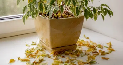 Фикус сбрасывает листья: 5 основных причин и способов этого предотвратить —  Разное