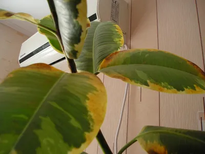 Почему у фикуса желтеют листья, причины, что делать, болезни и вредители,  ошибки в уходе