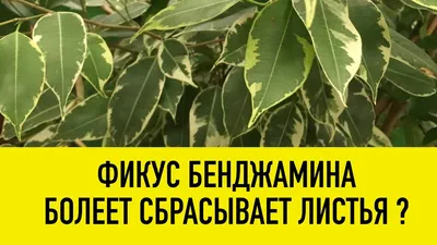 ᐉ Фикус Каучуконосный Робуста – желтеют и опадают листья