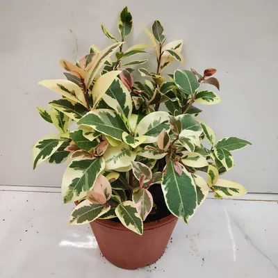 Ficus Starlight - Plantify Urban Plantery