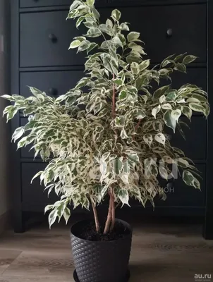 фикус #СтарЛайт #StarLight / Фикус Бенджамина вариегатный Стар Лайт(лат.ficus  Star Light). Уход - YouTube