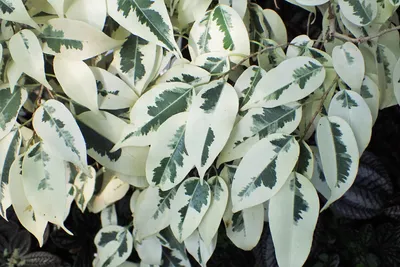Buy Ficus Starlight – Plant | Plantslive