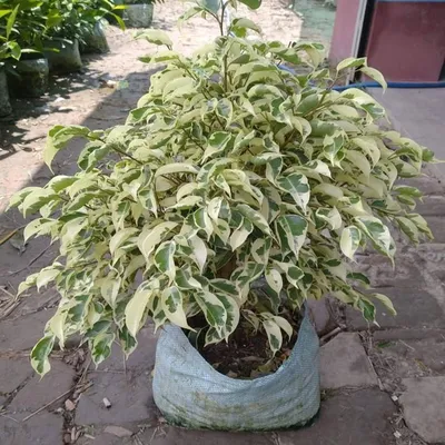 Diagnosis for our beloved Ficus Benjamina Starlight? : r/plantclinic