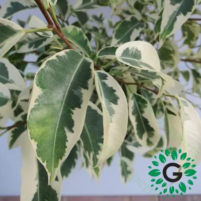 White And Green Ficus Starlight Benjamina Plants, Size: 2ft(H), 9ft at Rs  150/piece in South 24 Parganas