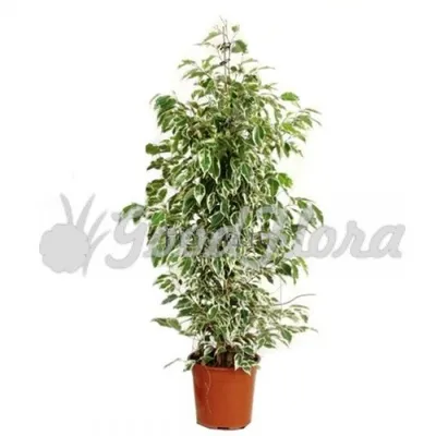 Ficus benjamina Starlight – Divine Plants Online Shop