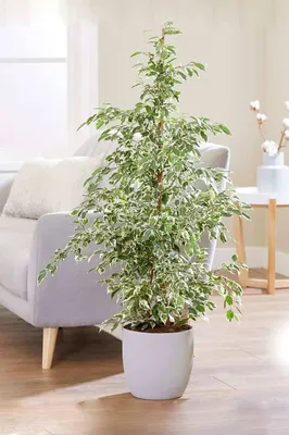 Ficus Starlight