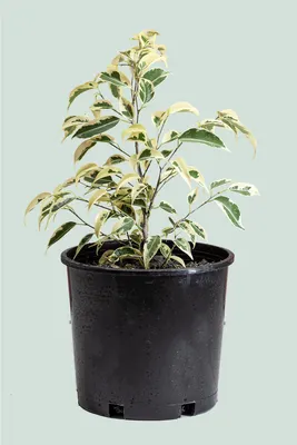 Фикус Бенжамина Старлайт (Ficus Benjamina Starlight)