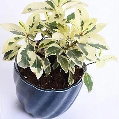 Ficus benjamina 'Starlight' – License image – 12228995 ❘ Image Professionals