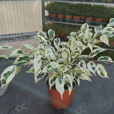 Ficus Benjamina Green Kinky - Starlight - Indoor Plants | Plantshop.me