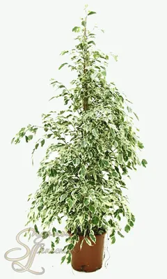 Oderings Garden Centre | Houseplant - Ficus Starlight Weeping 15cm