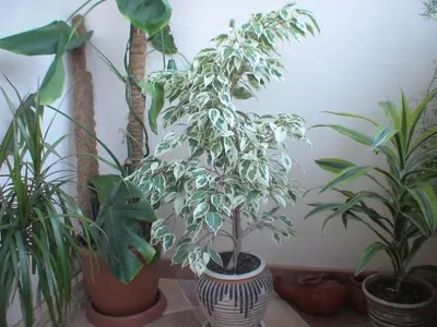 Starlight - Ficus benjamina - Live Plant - 2.5L / 17cm – PlantHouse