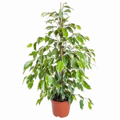 Ficus Starlight Plant – DadajiFarm