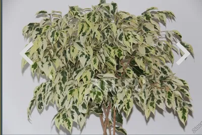 Ficus Benjamina Starlight. by Mike Danson/science Photo Library