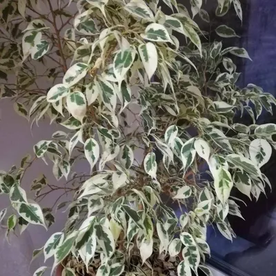 Ficus Starlight (Small)